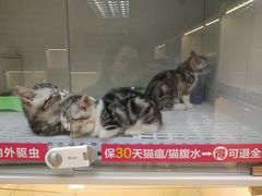 -lincat·猫舍(广州店)