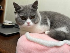 -伟伟宠物医院·瑞派猫友好医院·猫科(光谷店)