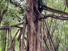 -中国科学院西双版纳热带植物园