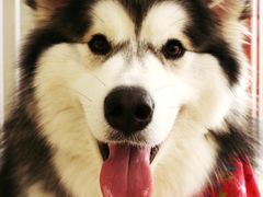 -艾吉宠物医院·疑难杂症转诊中心·猫友好(碧江路院)