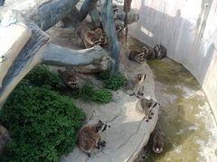 -灵玲国际马戏城