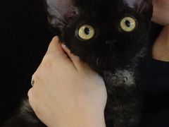 -momokira米努特·德文卷毛猫·棉花面纱犬