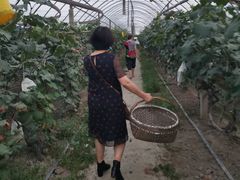 -马陆小张葡萄园农家乐