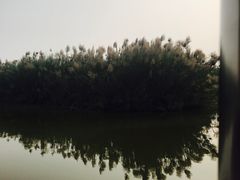 -大湾区中央湿地公园