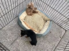 -哆趣宠物医院·眼科·内镜·急重症转诊中心(上海店)