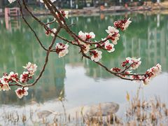 -金鸡湖景区