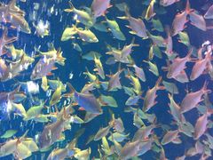 -成都浩海立方海洋公园