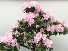 -井冈山风景名胜区