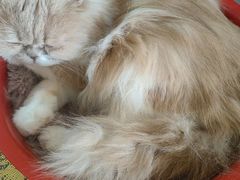 -平行世界·猫咖(首经贸店)
