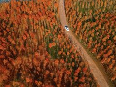 -合肥滨湖国家森林公园