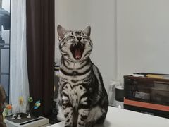 -猫大福·Fortune Cat猫舍(百子湾店)