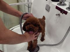 -Pets First伊珊娜洗护·精致美容·家庭式寄养(新会路店)