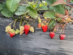 -胜丰草莓采摘园