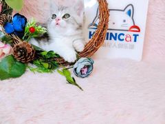 -十年猫舍·猫咪专门店(普陀店)