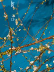 点击看大图 -六月嫁期婚礼(旗舰店)