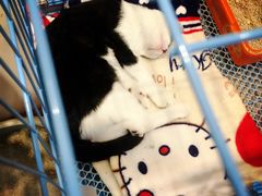 -猫的天空之城概念书店(杭州南宋御街店)