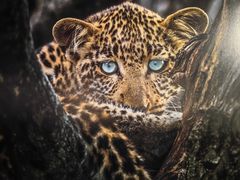 -罗红摄影艺术馆