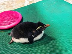 -海合安青岛极地海洋公园