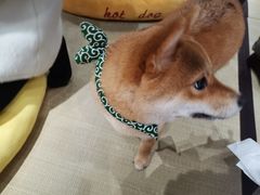 -逗柴咖啡屋·狗咖猫咖宠物桌游