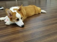 -柯斗斗主题餐厅·狗咖·围炉煮茶·茶饮(国瑞升平里店)