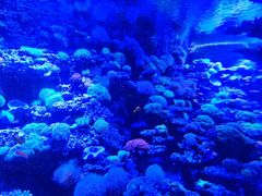 -太平洋海底世界