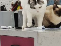 -喵园·猫主题咖啡厅·撸猫·猫咖(国贸店)