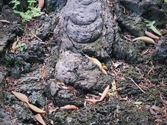-海口火山口国家地质公园