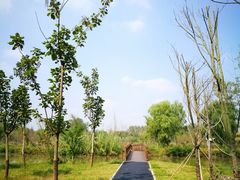 -溱湖国家湿地公园