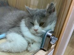-屋虎猫馆(宝安大仟里店)