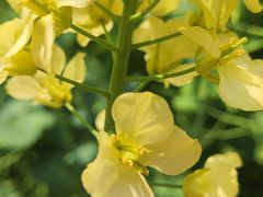 -中国天府农业博览园