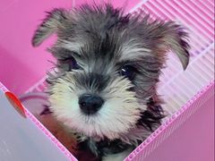 -翊宠yipet猫狗购宠庄园犬舍•猫舍