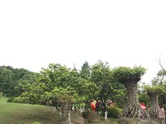 -铁山坪森林公园