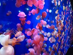 -成都浩海立方海洋公园