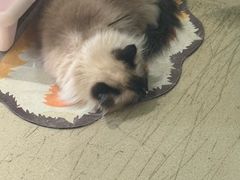 -藏猫猫咖啡主题馆(中央大道店)