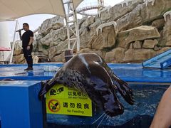 -芜湖新华联大白鲸海洋公园