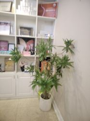 -顺德壹加壹美容医院