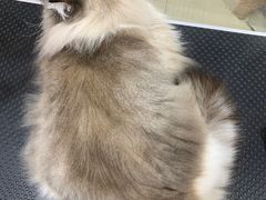 -车接车送·寄养洗护·德文猫舍(大宁店)