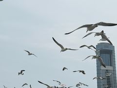 -星海广场