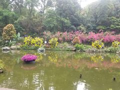 -深圳仙湖植物园