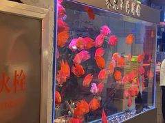 -朱光玉火锅馆(正弘城店)