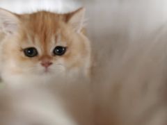 -东方名猫馆·英短金渐层布偶猫舍(环线广场1号楼店)