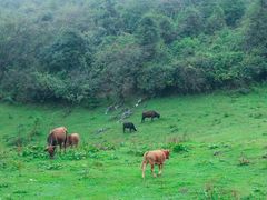-武陵山森林公园
