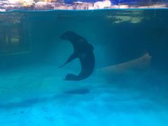 -青岛海底世界-水族馆