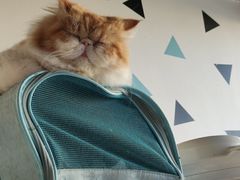 -Cappucimeow猫咪咖啡馆(韦伯时代店)