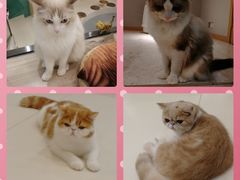 -飞行喵MR PILOT|猫舍·猫咖(静安大融城店)