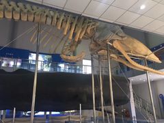 -上海海洋大学鱼文化博物馆(军工路校区)