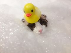 -PETKIT小佩宠物(古北店)