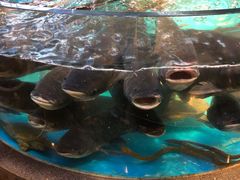 -魏铭鱼头捞饭(晋阳路店)