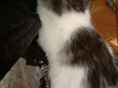 -万小咖.猫咖(中山路天虹店)