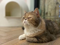 -酷豆宠物咖啡·宠物美食·撸猫馆